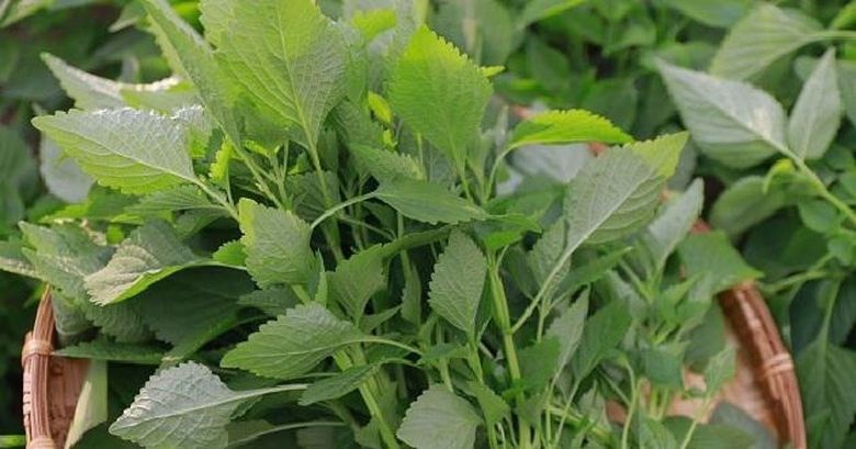 Loại rau cực hợp với đậu phụ lại l&agrave; &ldquo;thuốc&rdquo; chống ung thư tự nhi&ecirc;n- Ảnh 1.