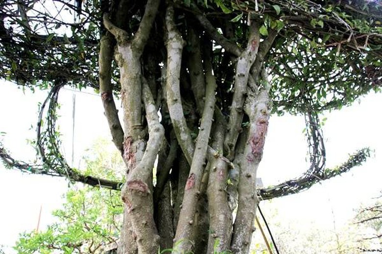 Xuất hiện cây mai hình máy bay trực thăng giá 600 triệu tại chợ hoa xuân An Giang- Ảnh 2. Xuất hiện cây mai hình máy bay trực thăng giá 600 triệu tại chợ hoa xuân An Giang- Ảnh 2.