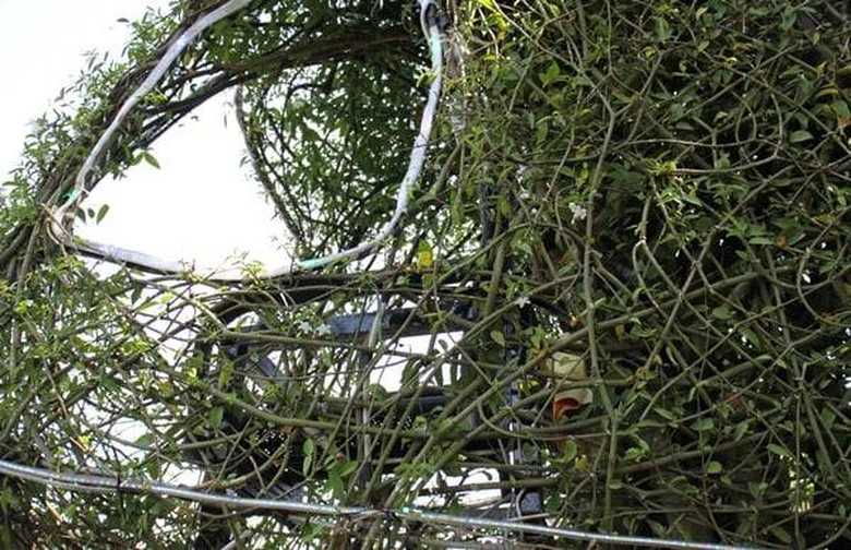 Xuất hiện cây mai hình máy bay trực thăng giá 600 triệu tại chợ hoa xuân An Giang- Ảnh 3. Xuất hiện cây mai hình máy bay trực thăng giá 600 triệu tại chợ hoa xuân An Giang- Ảnh 3.