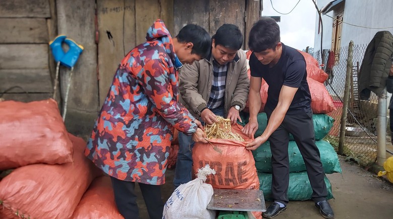 Trồng dược liệu cát cánh tạo hướng đi mới thoát nghèo cho bà con dân tộc Bình Nguyên- Ảnh 3.