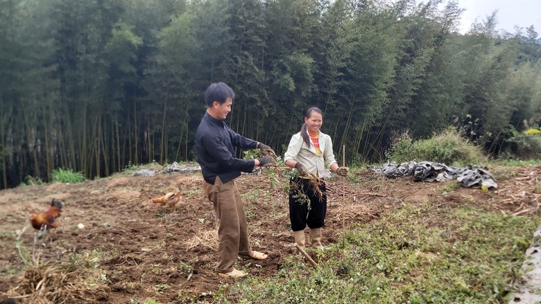 Trồng dược liệu cát cánh tạo hướng đi mới thoát nghèo cho bà con dân tộc Bình Nguyên- Ảnh 1.