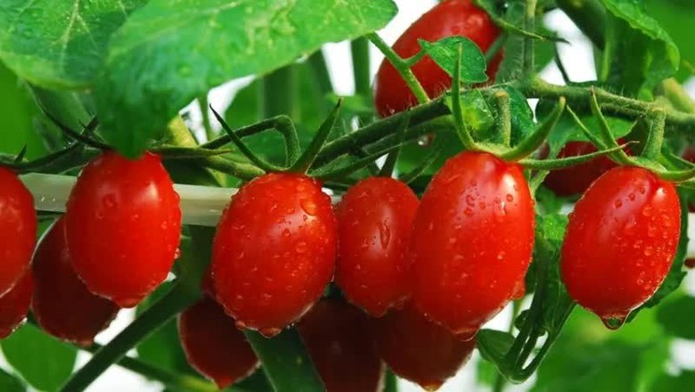 Loại quả nhỏ x&iacute;u c&oacute; h&agrave;m lượng sắt gấp 8 lần t&aacute;o gi&uacute;p giảm nguy cơ mắc ung thư- Ảnh 4.