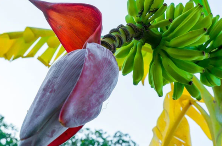 Loại hoa d&acirc;n d&atilde; cực gi&agrave;u vitamin C, l&agrave;m chậm qu&aacute; tr&igrave;nh oxy h&oacute;a, 