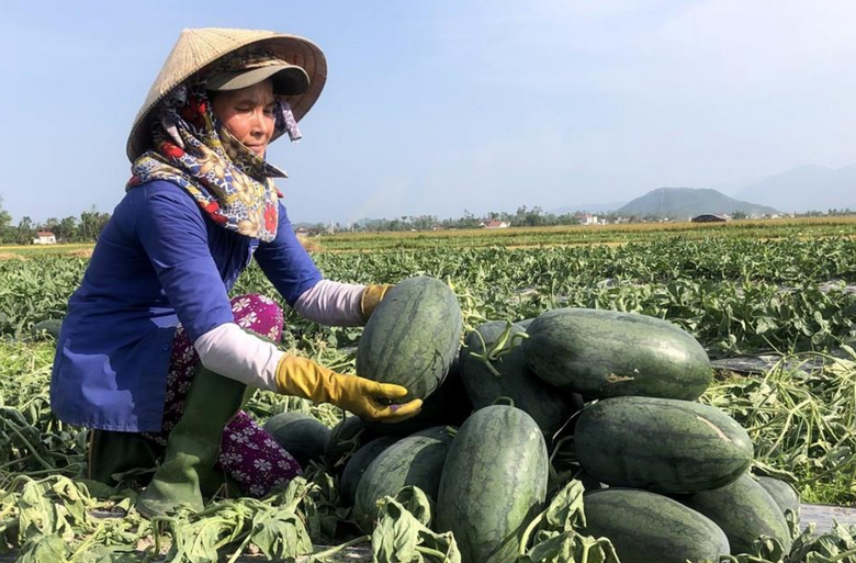 Dưa hấu 