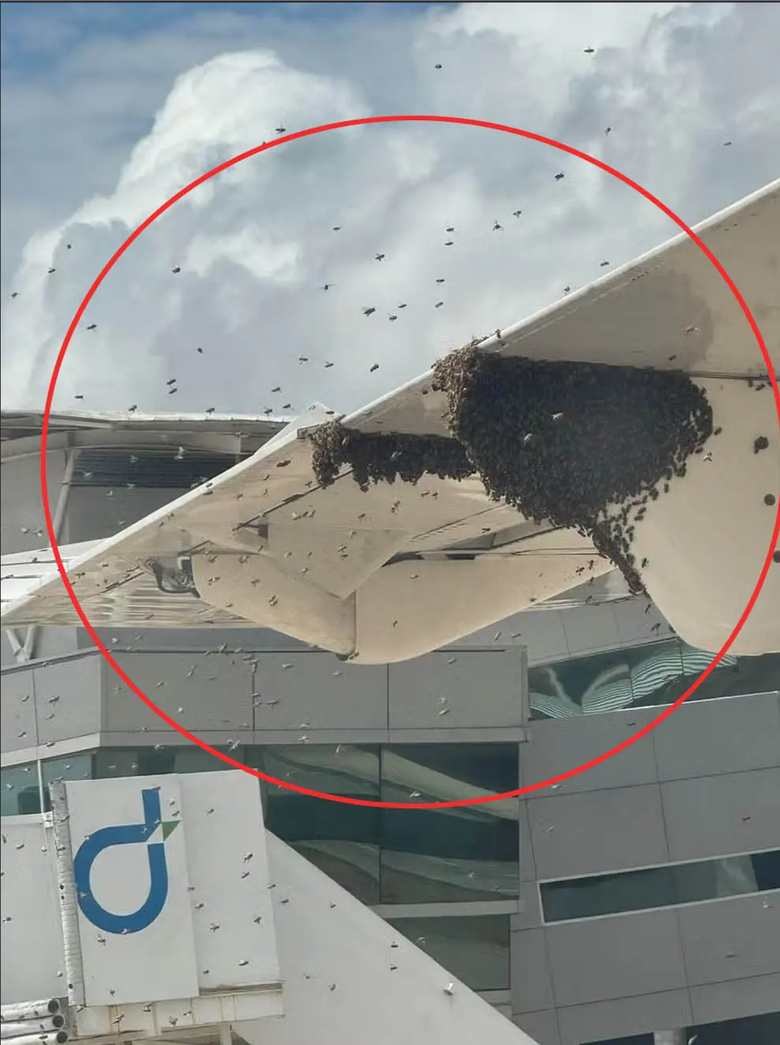 H&agrave;nh kh&aacute;ch mắc kẹt h&agrave;ng giờ đồng hồ do bị đ&agrave;n ong khổng lồ 