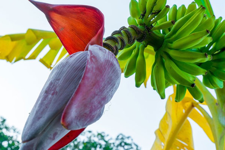 Loại hoa ng&aacute;t thơm vườn qu&ecirc; lại l&agrave; 