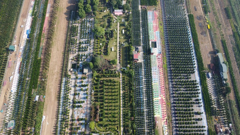 Quất Tứ Li&ecirc;n rộn r&agrave;ng v&agrave;o vụ Tết, nhiều c&acirc;y c&oacute; gi&aacute; h&agrave;ng chục triệu đồng- Ảnh 1.