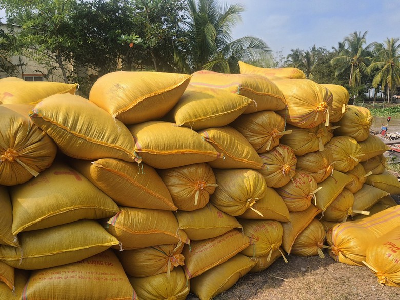 Lúa trúng mùa được giá, thu lãi hàng trăm triệu, nông dân Bạc Liêu phấn khởi đón Tết- Ảnh 3. Lúa trúng mùa được giá, thu lãi hàng trăm triệu, nông dân Bạc Liêu phấn khởi đón Tết- Ảnh 3.