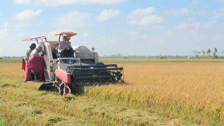 Lúa trúng mùa được giá, thu lãi hàng trăm triệu, nông dân Bạc Liêu phấn khởi đón Tết- Ảnh 1. Lúa trúng mùa được giá, thu lãi hàng trăm triệu, nông dân Bạc Liêu phấn khởi đón Tết- Ảnh 1.