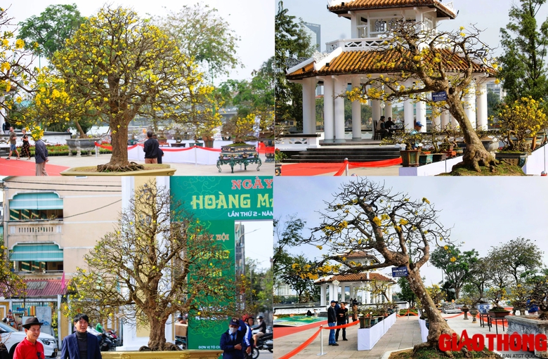 Ngắm những tuyệt phẩm Ho&agrave;ng mai tr&ecirc;n v&ugrave;ng đất Cố đ&ocirc;- Ảnh 1.