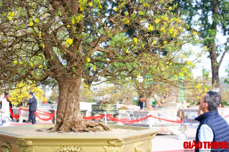 Ngắm những tuyệt phẩm Ho&agrave;ng mai tr&ecirc;n v&ugrave;ng đất Cố đ&ocirc;- Ảnh 2.