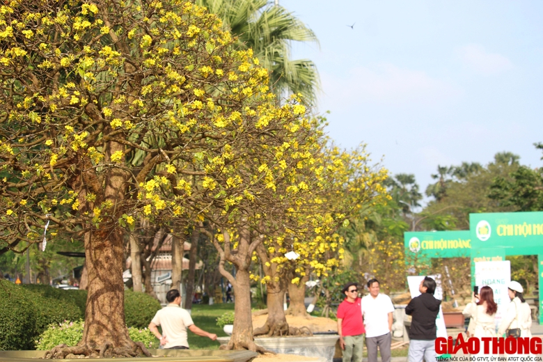 Ngắm những tuyệt phẩm Ho&agrave;ng mai tr&ecirc;n v&ugrave;ng đất Cố đ&ocirc;- Ảnh 5.