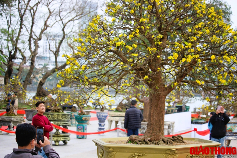 Ngắm những tuyệt phẩm Ho&agrave;ng mai tr&ecirc;n v&ugrave;ng đất Cố đ&ocirc;- Ảnh 6.