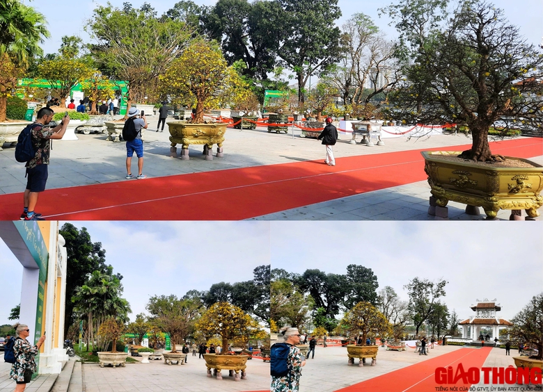 Ngắm những tuyệt phẩm Ho&agrave;ng mai tr&ecirc;n v&ugrave;ng đất Cố đ&ocirc;- Ảnh 7.