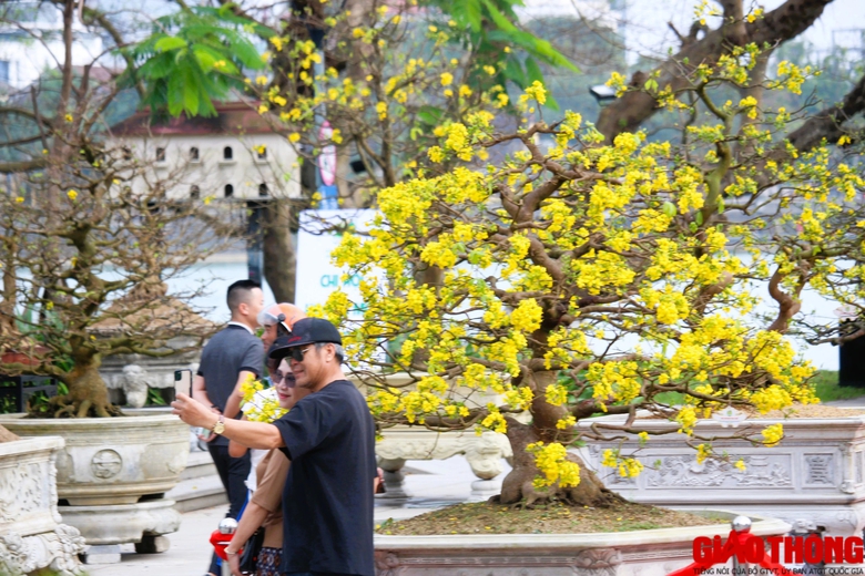 Ngắm những tuyệt phẩm Ho&agrave;ng mai tr&ecirc;n v&ugrave;ng đất Cố đ&ocirc;- Ảnh 8.