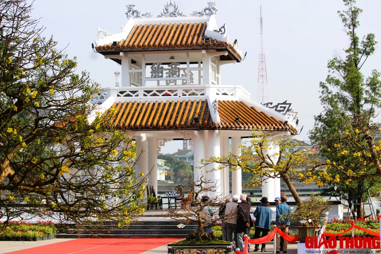 Ngắm những tuyệt phẩm Ho&agrave;ng mai tr&ecirc;n v&ugrave;ng đất Cố đ&ocirc;- Ảnh 9.