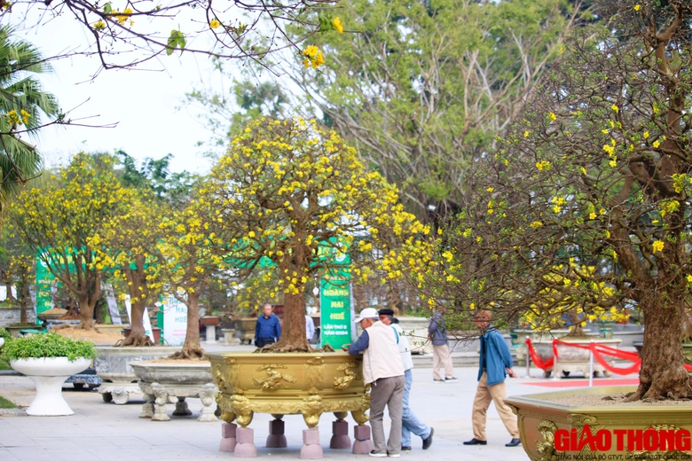 Ngắm những tuyệt phẩm Ho&agrave;ng mai tr&ecirc;n v&ugrave;ng đất Cố đ&ocirc;- Ảnh 11.