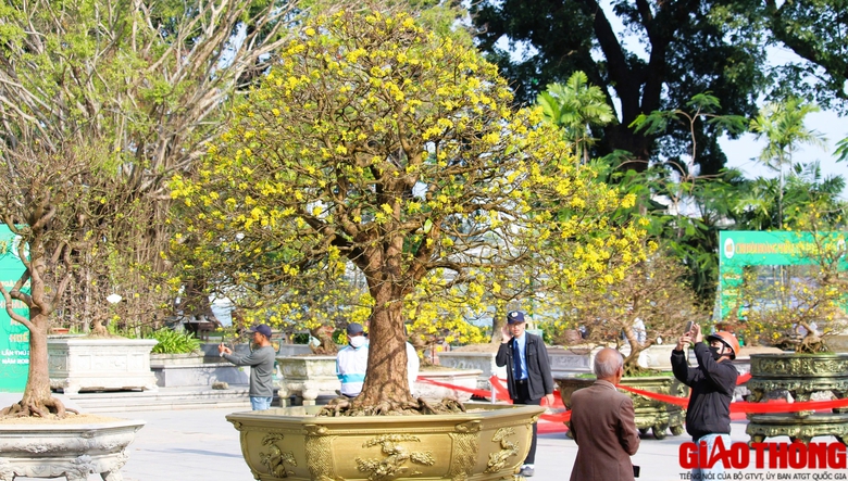 Ngắm những tuyệt phẩm Ho&agrave;ng mai tr&ecirc;n v&ugrave;ng đất Cố đ&ocirc;- Ảnh 13.