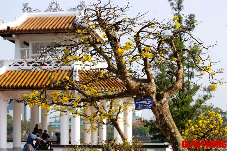 Ngắm những tuyệt phẩm Ho&agrave;ng mai tr&ecirc;n v&ugrave;ng đất Cố đ&ocirc;- Ảnh 15.