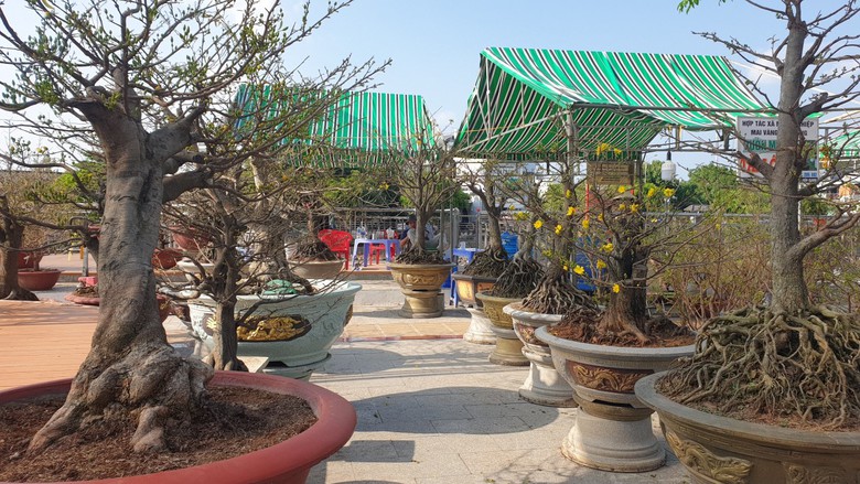 Giảm số lượng hoa Tết, người trồng đủng đỉnh đưa hoa l&ecirc;n chợ- Ảnh 3.