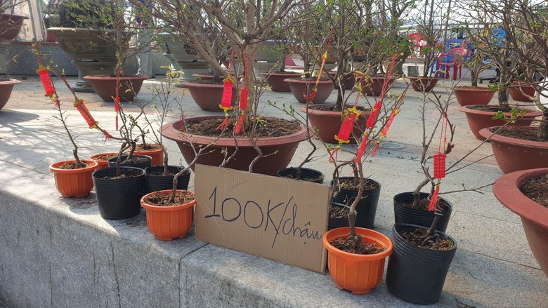 Giảm số lượng hoa Tết, người trồng đủng đỉnh đưa hoa l&ecirc;n chợ- Ảnh 2.