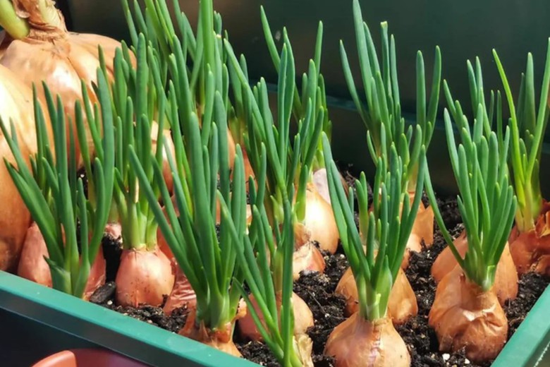 Chớ coi thường loại rau gia vị d&acirc;n gi&atilde; nhưng l&agrave;m thuốc chữa bệnh- Ảnh 2.