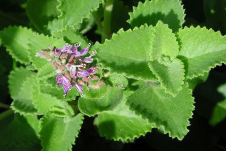 Chớ coi thường loại rau gia vị d&acirc;n gi&atilde; nhưng l&agrave;m thuốc chữa bệnh- Ảnh 4.