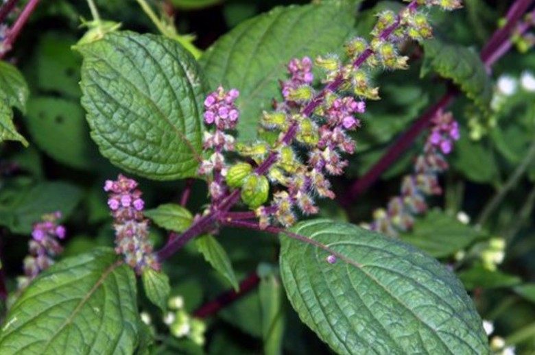 Chớ coi thường loại rau gia vị d&acirc;n gi&atilde; nhưng l&agrave;m thuốc chữa bệnh- Ảnh 3.