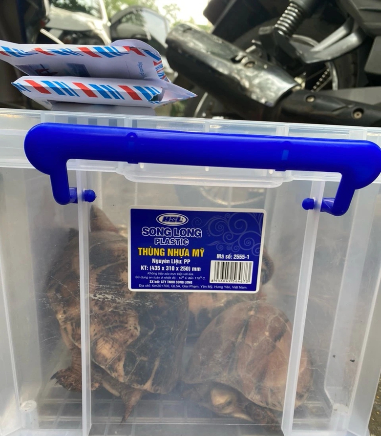 Khởi tố tài xế vận chuyển 5 cá thể rùa quý hiếm- Ảnh 2. Khởi tố tài xế vận chuyển 5 cá thể rùa quý hiếm- Ảnh 2.