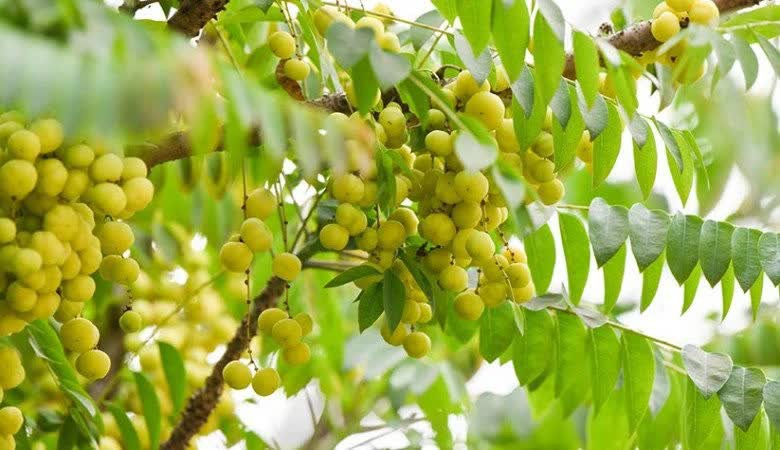 Kh&ocirc;ng phải l&ecirc; hay t&aacute;o, đ&acirc;y mới l&agrave; loại quả n&ecirc;n ăn nhất trong m&ugrave;a đ&ocirc;ng- Ảnh 1.