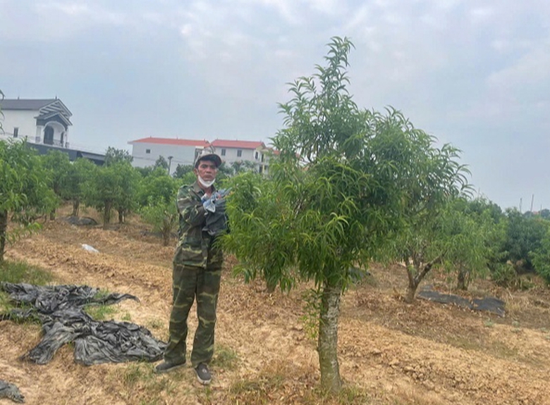 Bất ngờ lời khai của kẻ hủy hoại gần 350 cây đào trị giá tiền tỷ- Ảnh 1. Bất ngờ lời khai của kẻ hủy hoại gần 350 cây đào trị giá tiền tỷ- Ảnh 1.