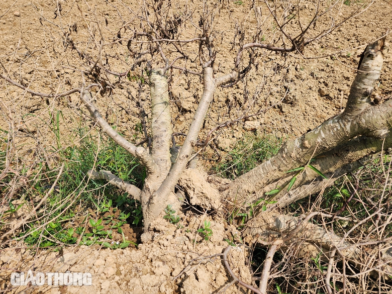Vườn đào thành củi khô sau mưa lũ, nông dân khóc ròng khi Tết cận kề- Ảnh 5. Vườn đào thành củi khô sau mưa lũ, nông dân khóc ròng khi Tết cận kề- Ảnh 5.