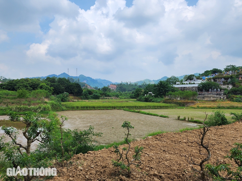 Vườn đào thành củi khô sau mưa lũ, nông dân khóc ròng khi Tết cận kề- Ảnh 4. Vườn đào thành củi khô sau mưa lũ, nông dân khóc ròng khi Tết cận kề- Ảnh 4.