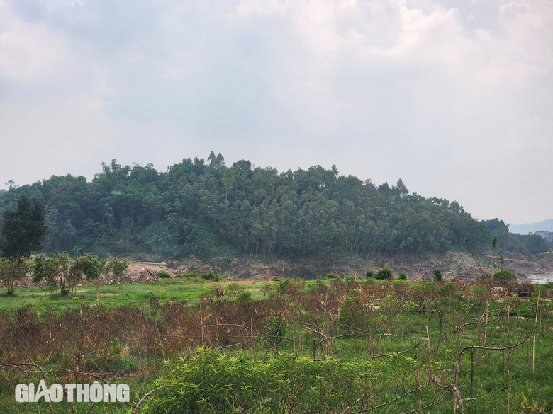 Vườn đào thành củi khô sau mưa lũ, nông dân khóc ròng khi Tết cận kề- Ảnh 7. Vườn đào thành củi khô sau mưa lũ, nông dân khóc ròng khi Tết cận kề- Ảnh 7.