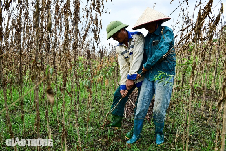Vườn đào thành củi khô sau mưa lũ, nông dân khóc ròng khi Tết cận kề- Ảnh 3. Vườn đào thành củi khô sau mưa lũ, nông dân khóc ròng khi Tết cận kề- Ảnh 3.