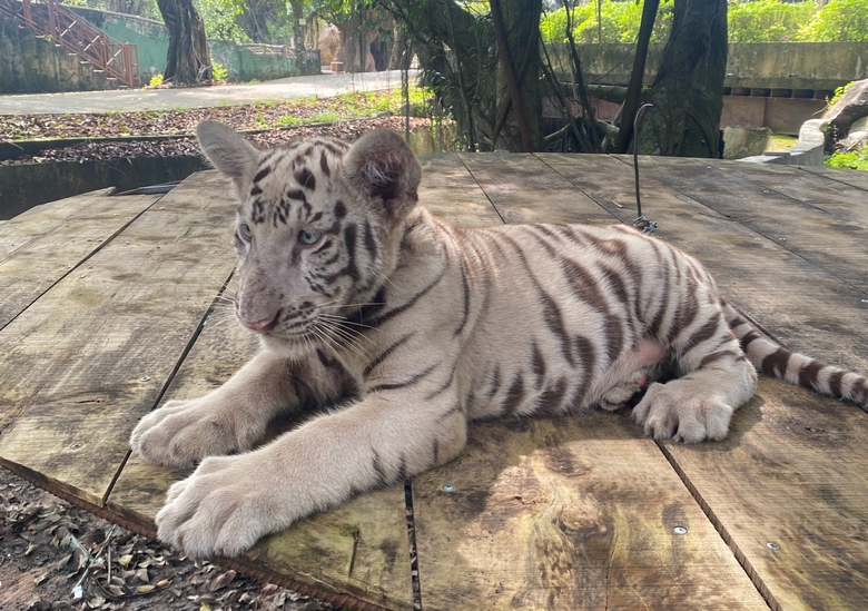 Lấy mẫu xét nghiệm người tiếp xúc với nhiều hổ chết tại khu Vườn Xoài- Ảnh 1. Lấy mẫu xét nghiệm người tiếp xúc với nhiều hổ chết tại khu Vườn Xoài- Ảnh 1.