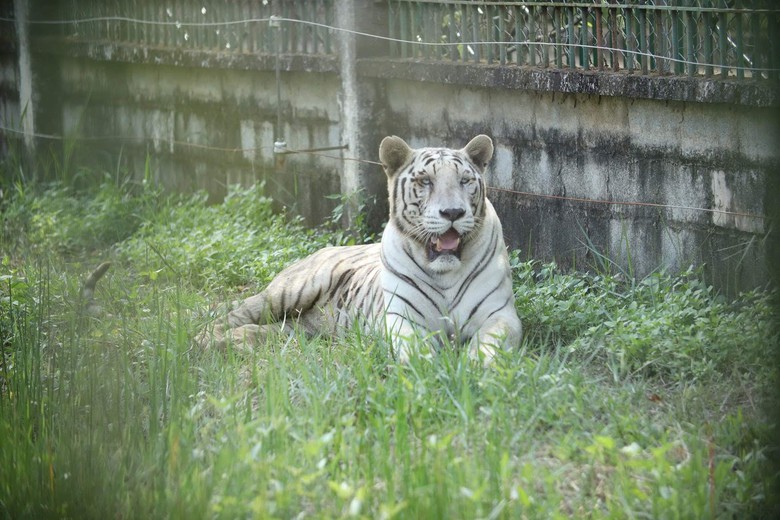 Chưa xác định nguồn lây của ổ dịch cúm A/H5N1 khiến hổ và sư tử chết hàng loạt ở Long An- Ảnh 1. Chưa xác định nguồn lây của ổ dịch cúm A/H5N1 khiến hổ và sư tử chết hàng loạt ở Long An- Ảnh 1.