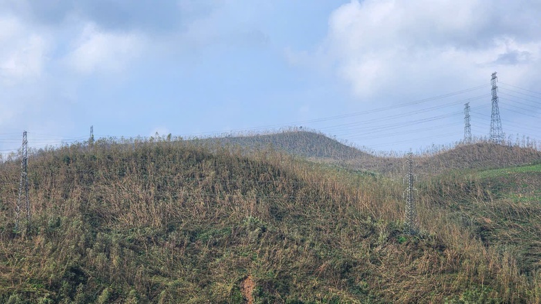 Lửa ch&aacute;y ng&ugrave;n ngụt thi&ecirc;u rụi 10ha rừng trồng ở V&acirc;n Đồn- Ảnh 3.