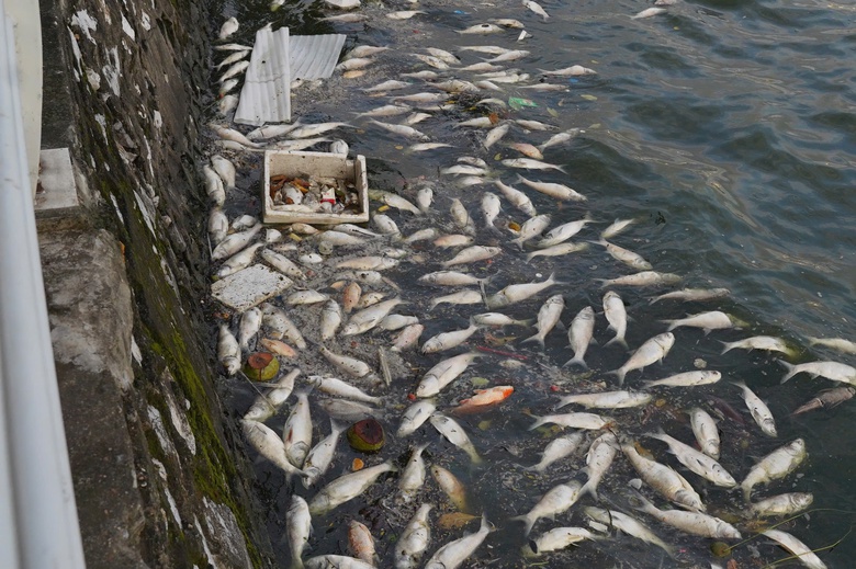 Hàng tấn cá chết nổi trắng mặt hồ Tây, bốc mùi khó chịu suốt tuần- Ảnh 10. Hàng tấn cá chết nổi trắng mặt hồ Tây, bốc mùi khó chịu suốt tuần- Ảnh 10.