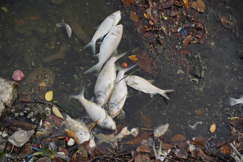 Hàng tấn cá chết nổi trắng mặt hồ Tây, bốc mùi khó chịu suốt tuần- Ảnh 2. Hàng tấn cá chết nổi trắng mặt hồ Tây, bốc mùi khó chịu suốt tuần- Ảnh 2.