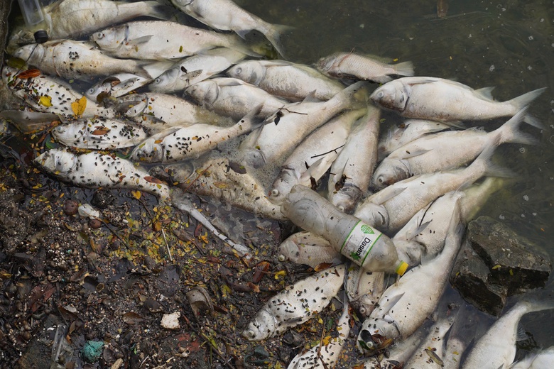 Hàng tấn cá chết nổi trắng mặt hồ Tây, bốc mùi khó chịu suốt tuần- Ảnh 9. Hàng tấn cá chết nổi trắng mặt hồ Tây, bốc mùi khó chịu suốt tuần- Ảnh 9.