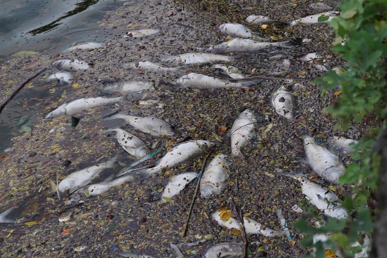 Hàng tấn cá chết nổi trắng mặt hồ Tây, bốc mùi khó chịu suốt tuần- Ảnh 6. Hàng tấn cá chết nổi trắng mặt hồ Tây, bốc mùi khó chịu suốt tuần- Ảnh 6.
