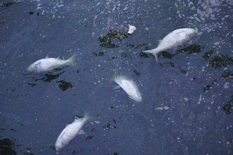 Hàng tấn cá chết nổi trắng mặt hồ Tây, bốc mùi khó chịu suốt tuần- Ảnh 4. Hàng tấn cá chết nổi trắng mặt hồ Tây, bốc mùi khó chịu suốt tuần- Ảnh 4.