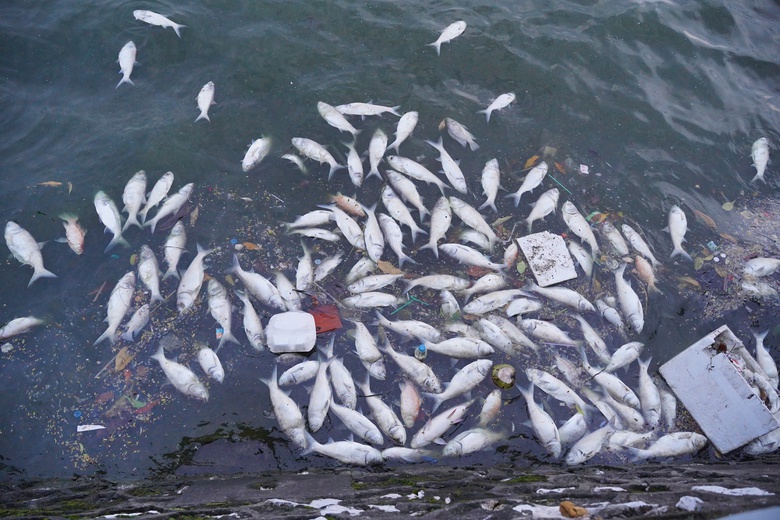 Hàng tấn cá chết nổi trắng mặt hồ Tây, bốc mùi khó chịu suốt tuần- Ảnh 8. Hàng tấn cá chết nổi trắng mặt hồ Tây, bốc mùi khó chịu suốt tuần- Ảnh 8.