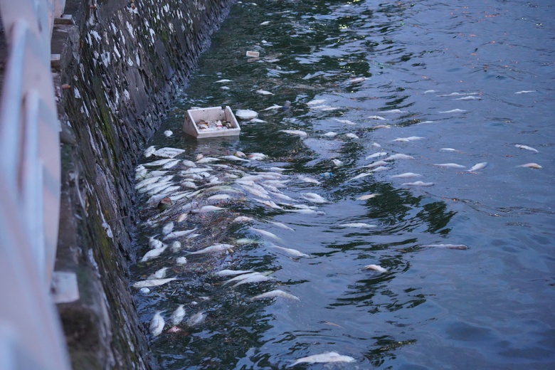 Hàng tấn cá chết nổi trắng mặt hồ Tây, bốc mùi khó chịu suốt tuần- Ảnh 7. Hàng tấn cá chết nổi trắng mặt hồ Tây, bốc mùi khó chịu suốt tuần- Ảnh 7.