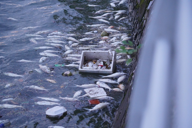 Hàng tấn cá chết nổi trắng mặt hồ Tây, bốc mùi khó chịu suốt tuần- Ảnh 5. Hàng tấn cá chết nổi trắng mặt hồ Tây, bốc mùi khó chịu suốt tuần- Ảnh 5.