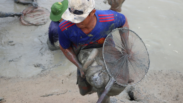 L&atilde;o n&ocirc;ng C&agrave; Mau nu&ocirc;i c&aacute; ch&igrave;nh thu l&atilde;i trăm triệu- Ảnh 6.
