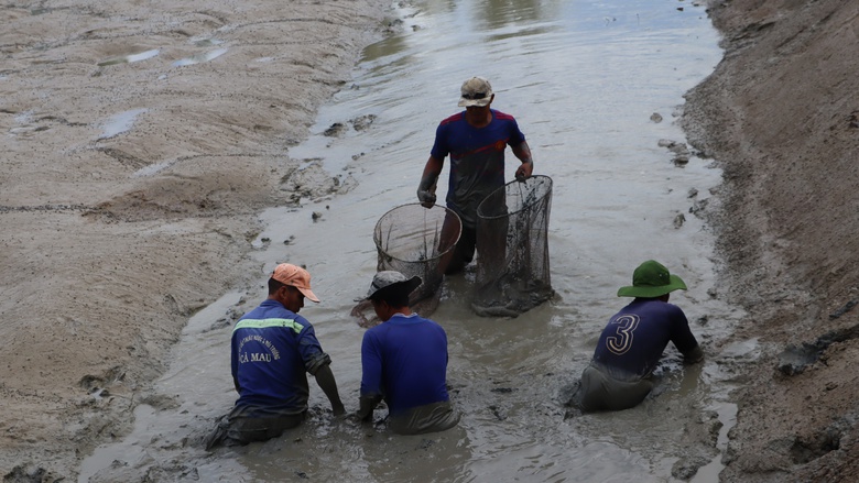 L&atilde;o n&ocirc;ng C&agrave; Mau nu&ocirc;i c&aacute; ch&igrave;nh thu l&atilde;i trăm triệu- Ảnh 5.