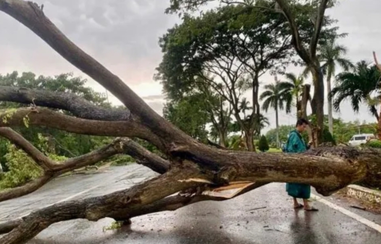 Mưa k&egrave;m gi&oacute; lốc khiến nhiều c&acirc;y xanh ng&atilde; chắn ngang QL51- Ảnh 2.