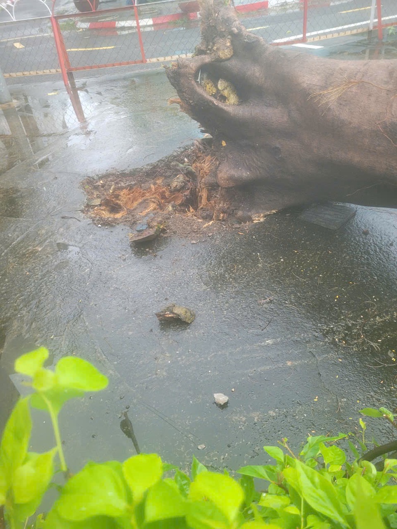 C&acirc;y phượng cổ thụ trong trường tiểu học bật gốc, đ&egrave; hỏng &ocirc; t&ocirc;- Ảnh 2.